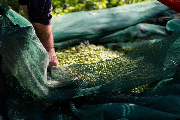 Cooperating olive groves