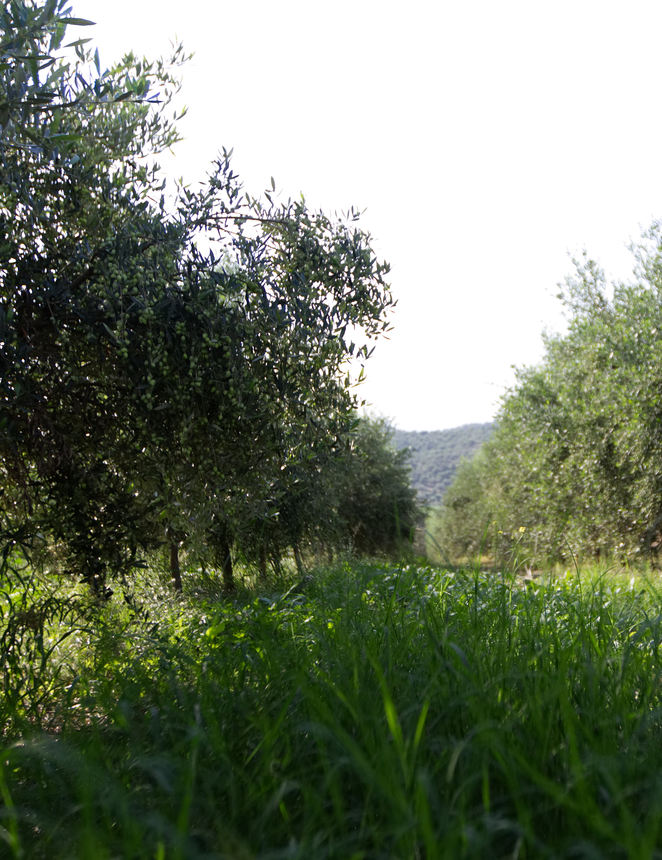 Cooperating olive groves