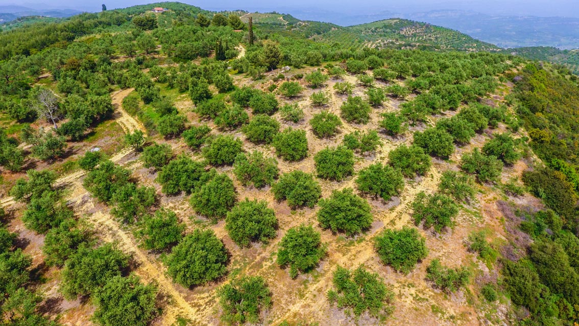 Our Olive Groves