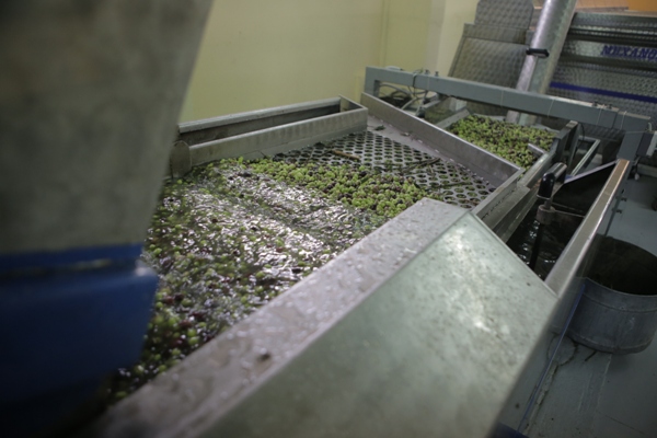 Cleaning the Olives